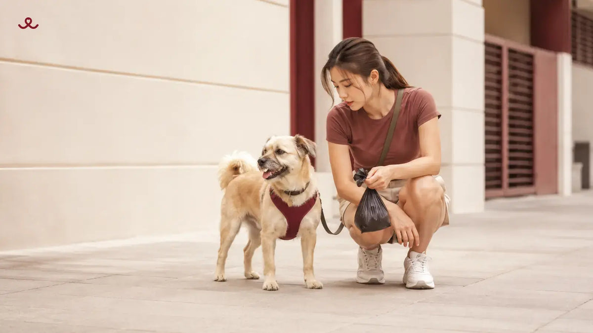 Blood in Dog Stool: What the Colour May Mean & When to See a Vet