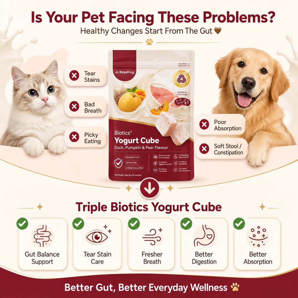 RoyalHugge Biotics+ Yogurt Cube supporting gut balance, tear stain care, fresh breath and digestion