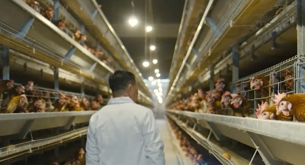 Poultry farm supplying ingredients for RoyalHugge pet food