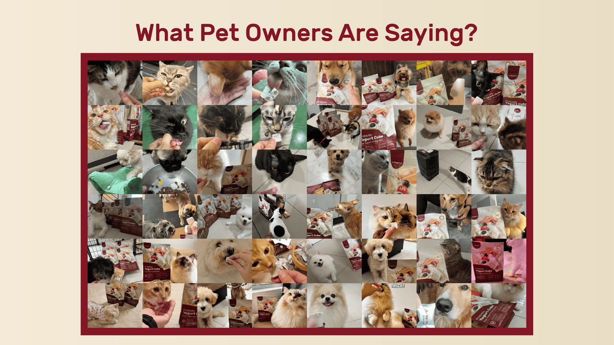 royalhugge customer review pet testi