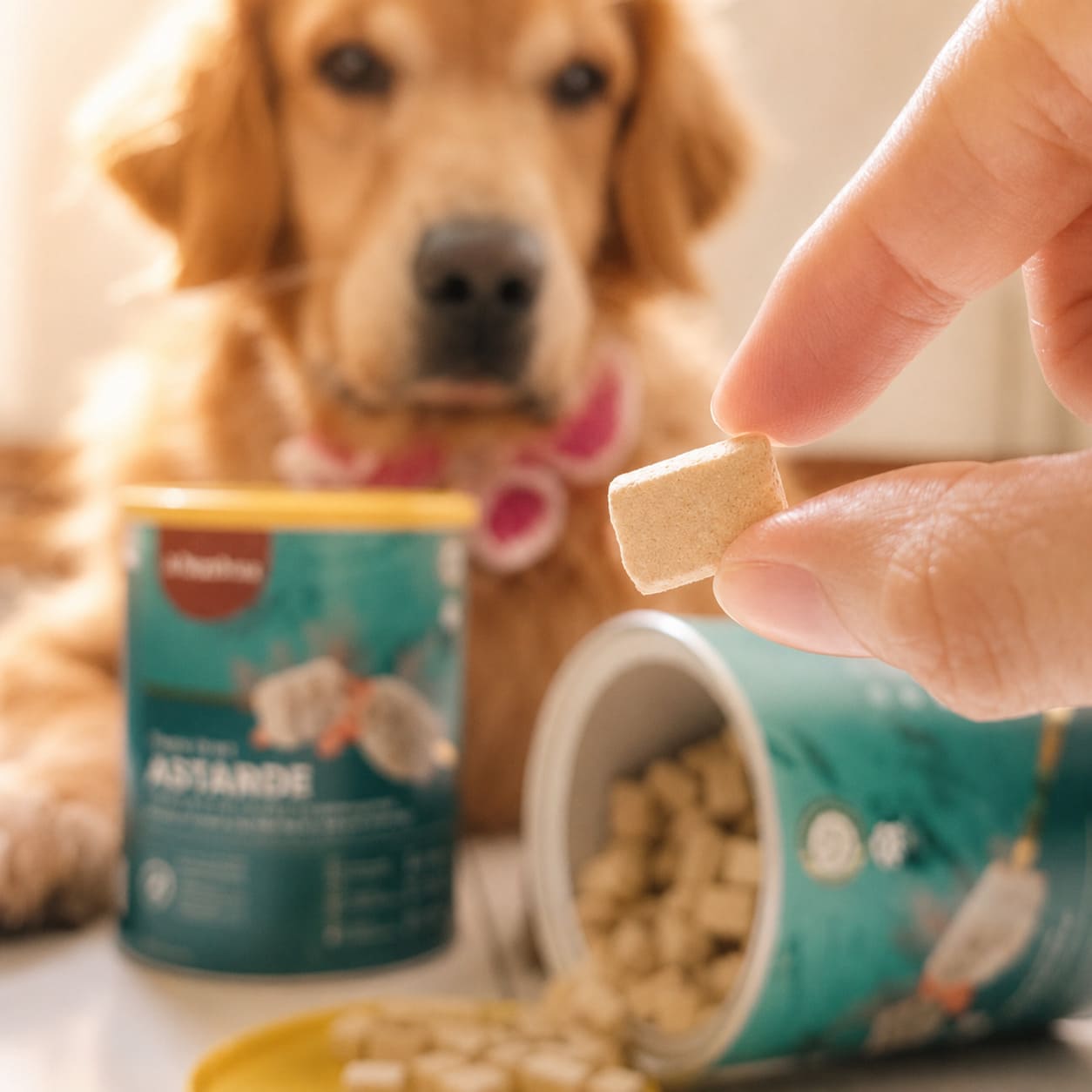 Golden retriever with RoyalHugge AstaRoe Complete Meal freeze-dried pet food