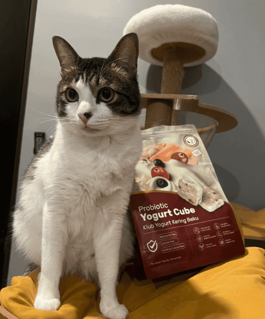 royalhug 猫咪 益生菌酸奶冻干12
