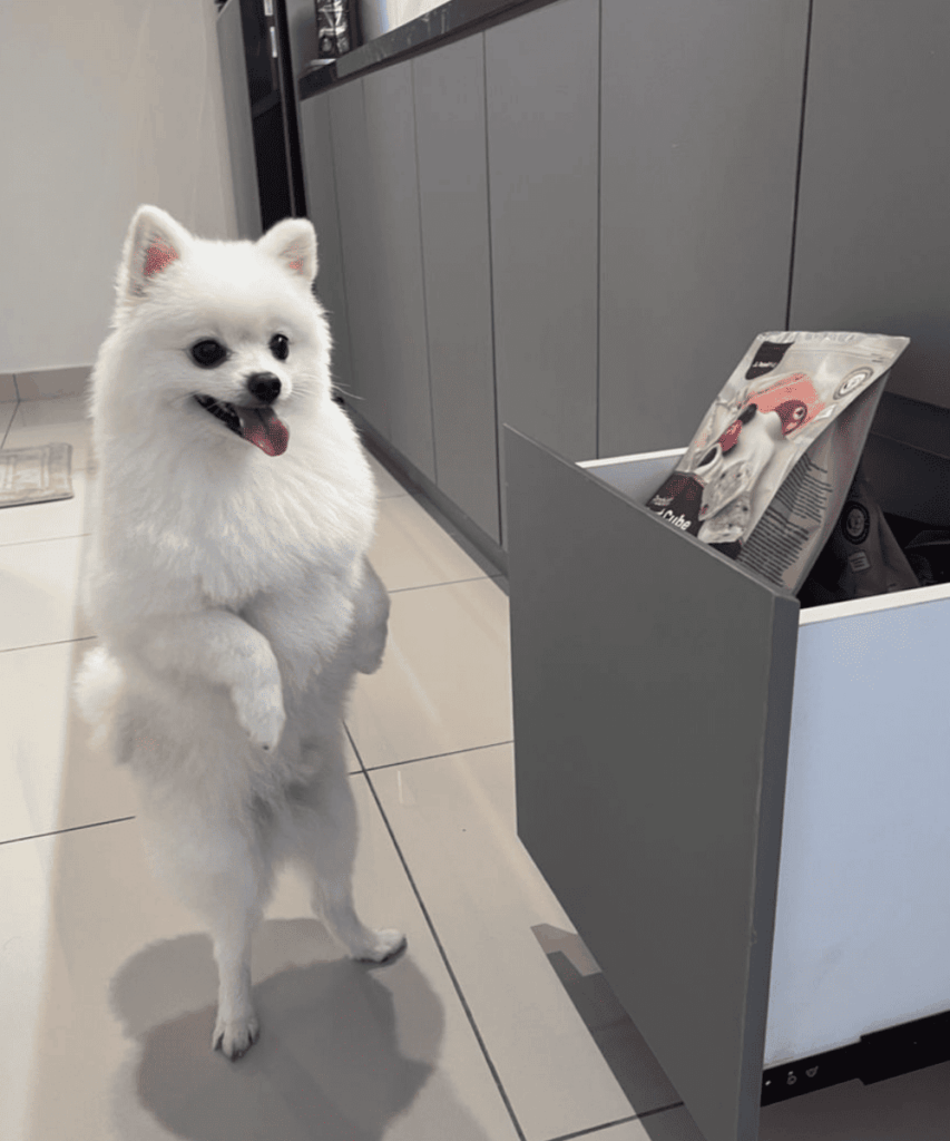 royalhugge probiotic yogurt cube dog 6